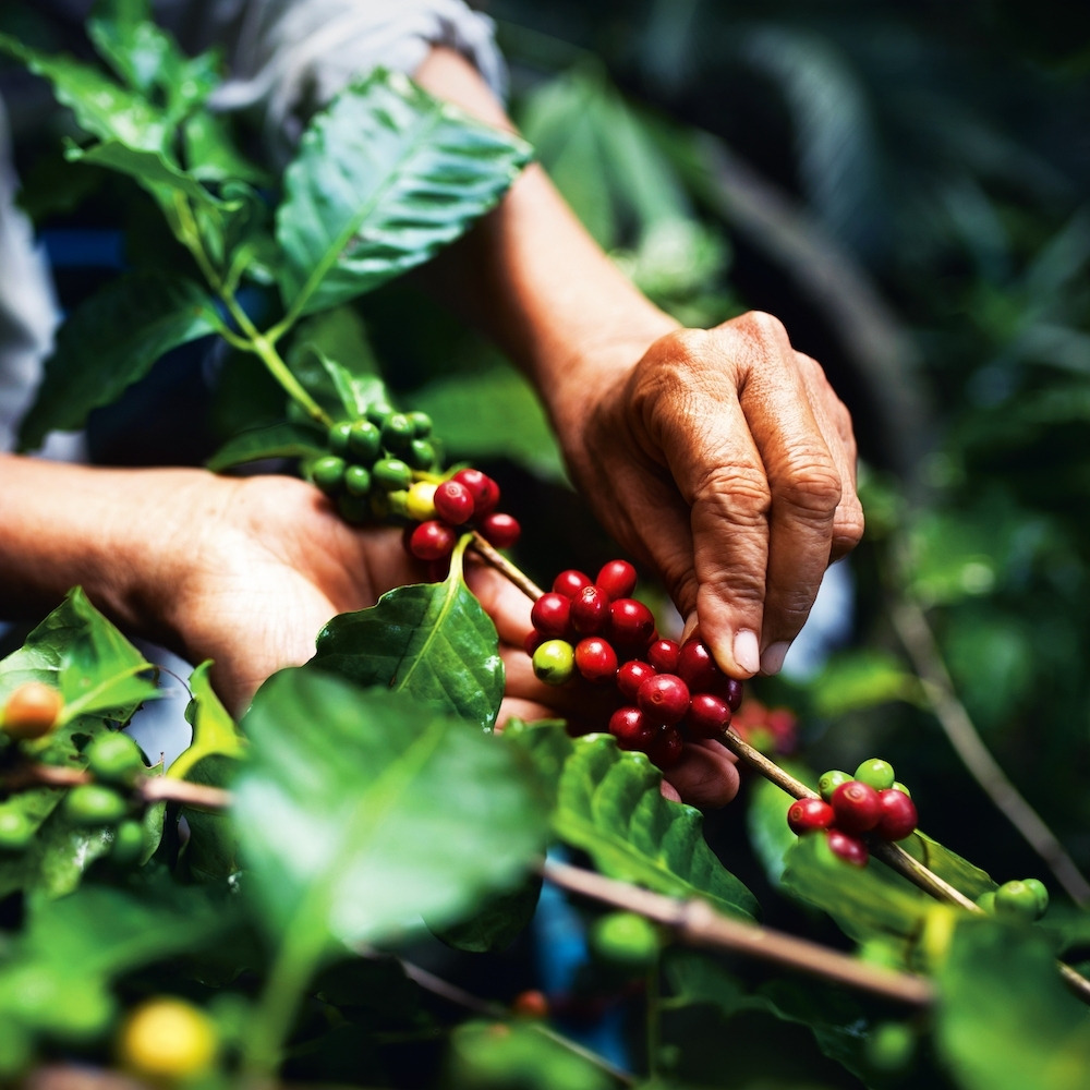 阿拉比卡咖啡豆示意圖