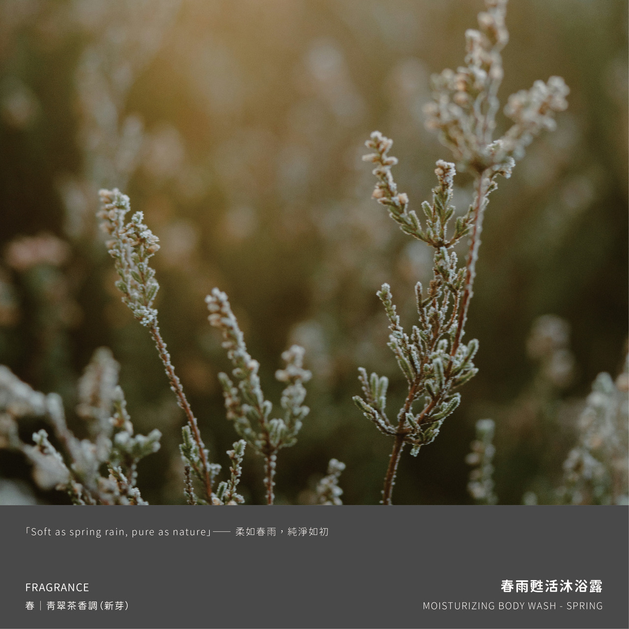 N540春雨甦活沐浴露