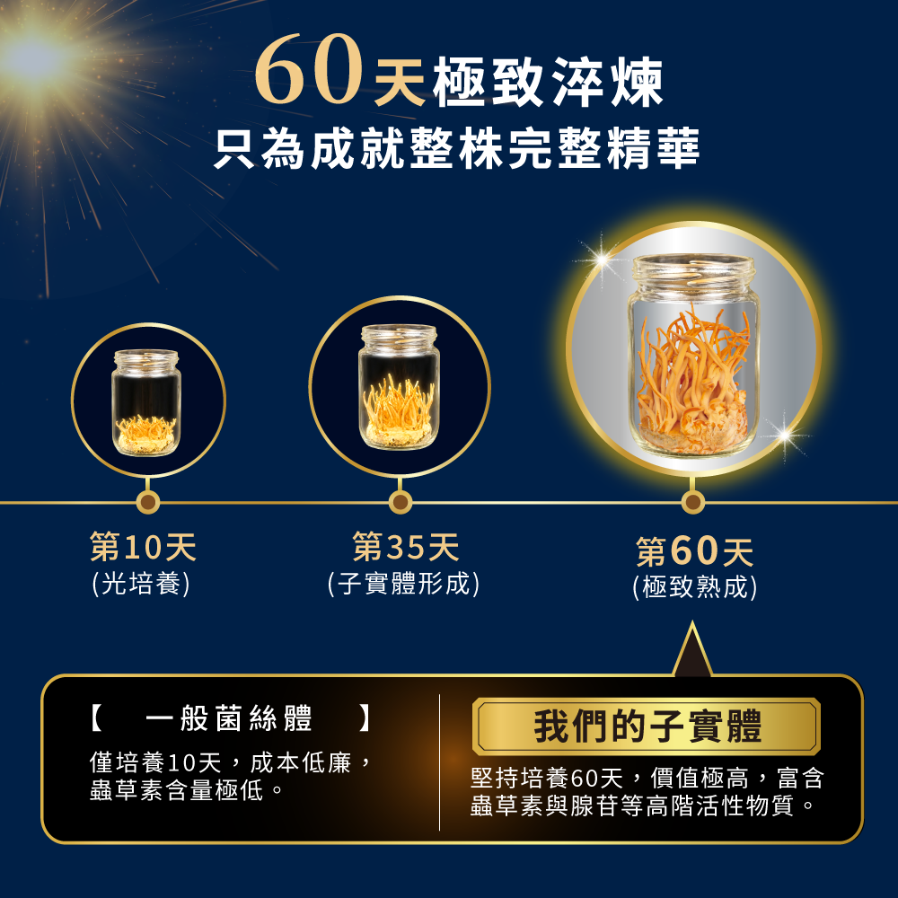 子實體堅持60天培養，價值極高，富含蟲草素與腺苷等高階活性物質，大勝一般菌絲體