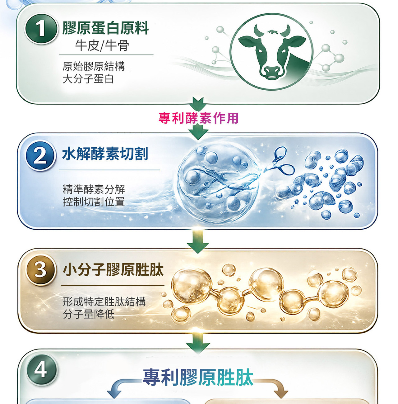 膠原蛋白與營養補給概念圖｜結構與型態差異說明