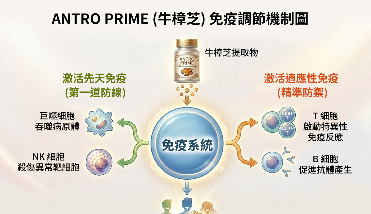 ANTRO PRIME 免疫調節機制圖