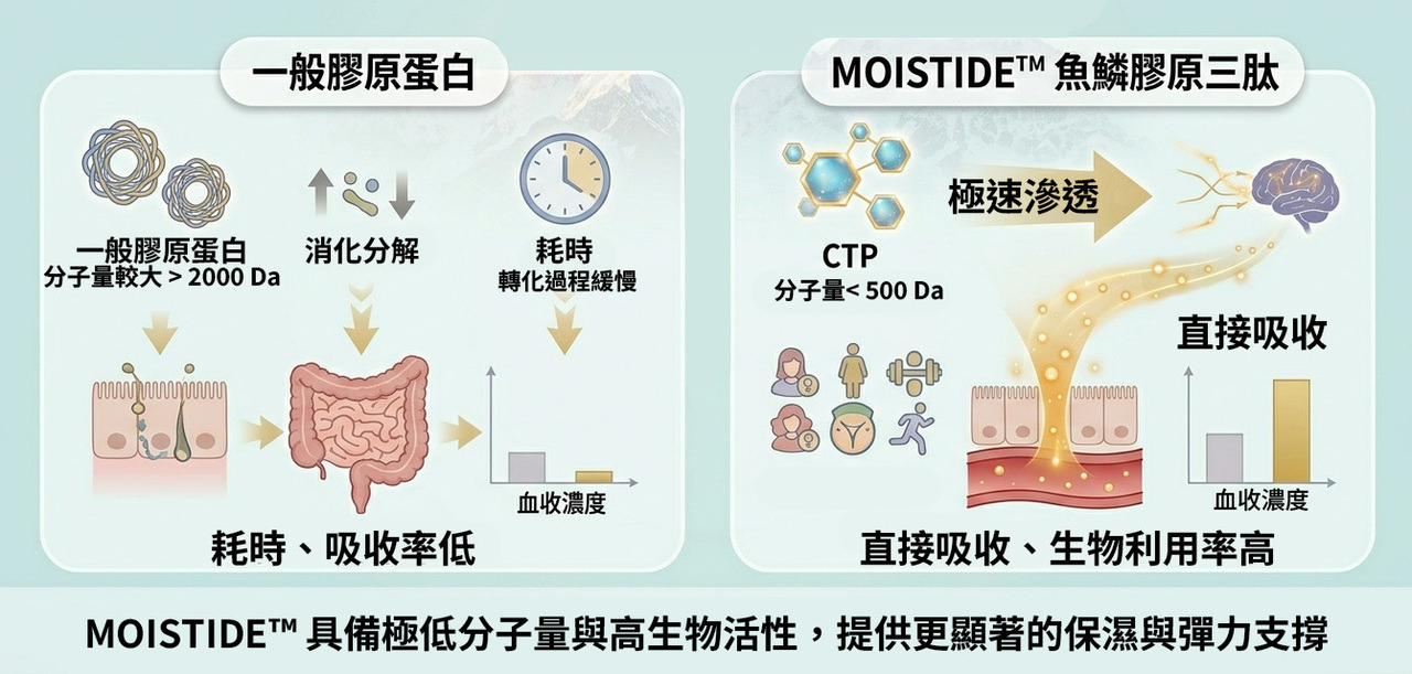 MOISTIDE 吸收路徑對比圖