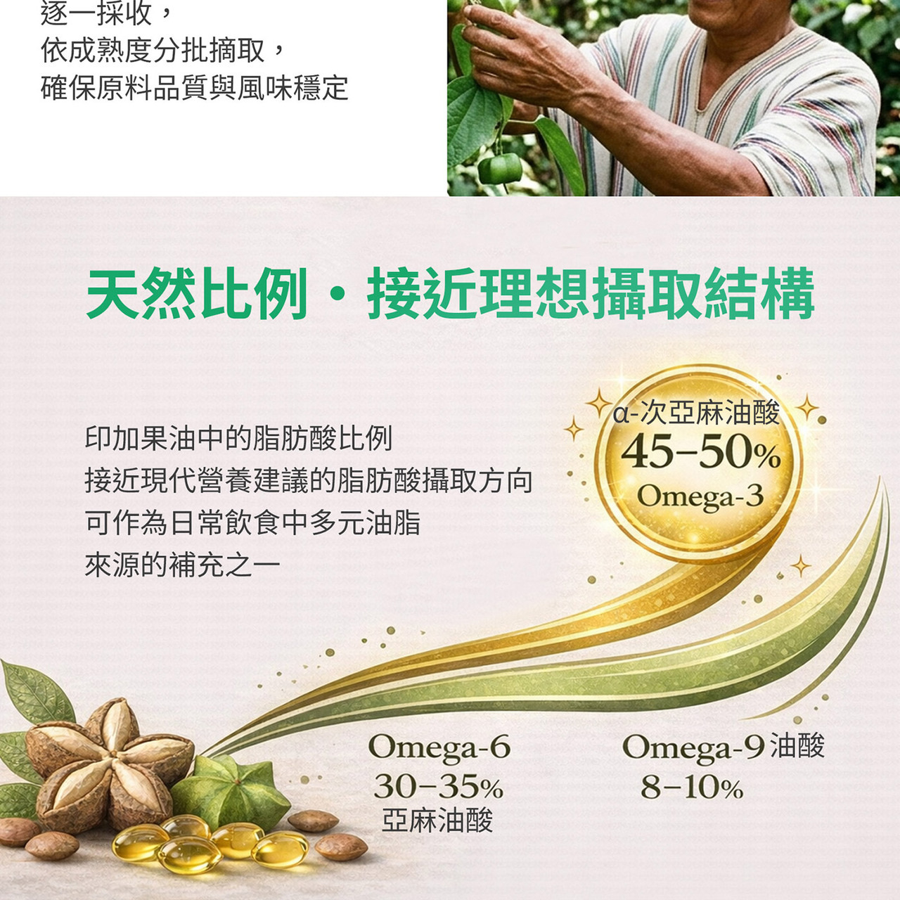 印加果果實與種子來源情境圖