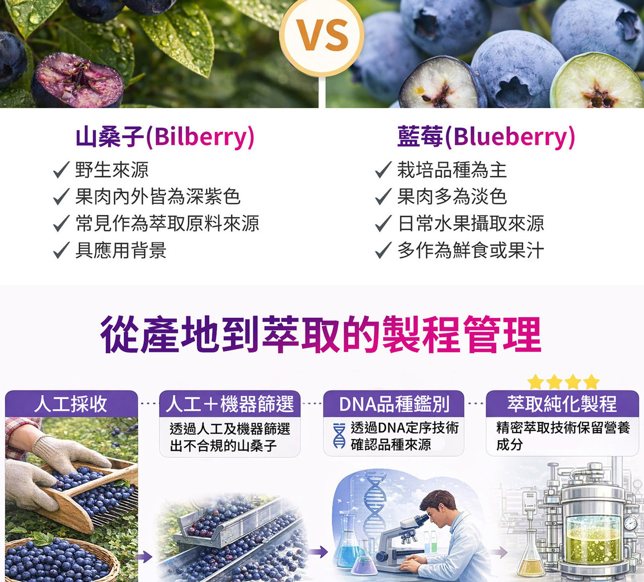 山桑子黑醋栗智利酒果三大莓果配方