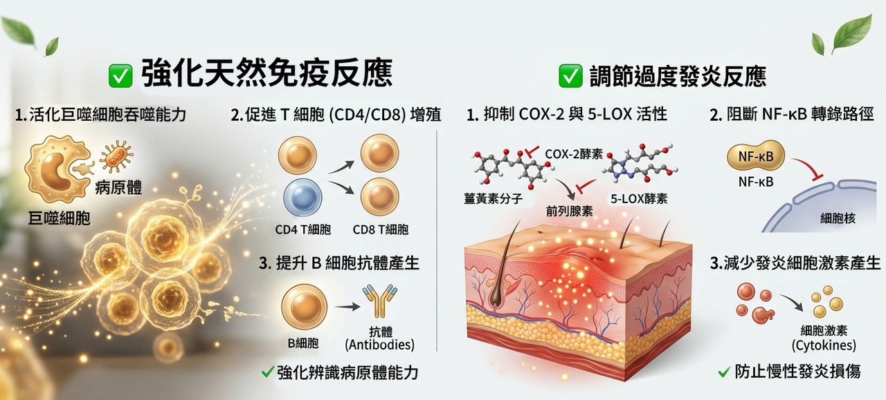 C3薑黃免疫調節機制示意圖
