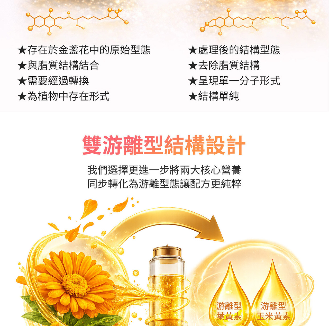 金盞花萃取物葉黃素與玉米黃素來源