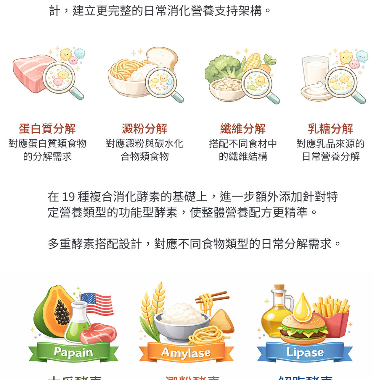 半乳寡糖GOS與菊苣纖維 益生質補給來源