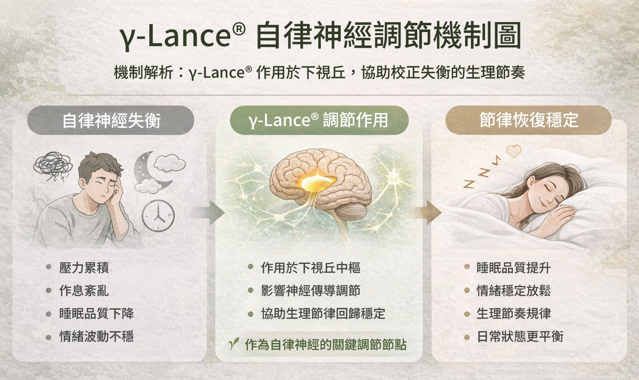 γ-Lance 自律神經調節示意圖