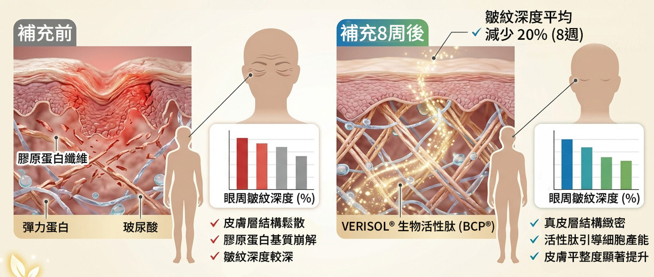 VERISOL 皺紋減少與膠原蛋白含量提升數據圖