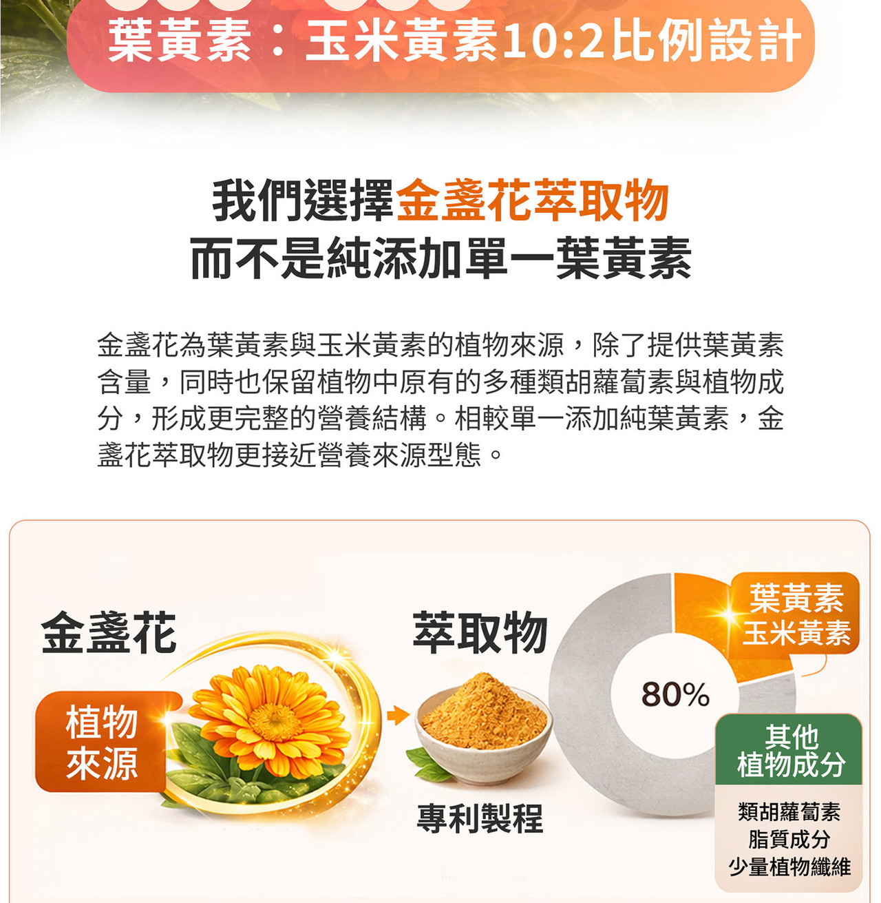 金盞花萃取物葉黃素與玉米黃素來源