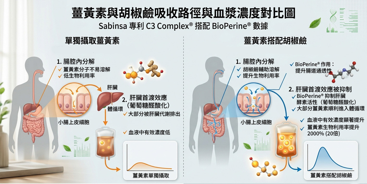 薑黃素與胡椒鹼吸收對比圖