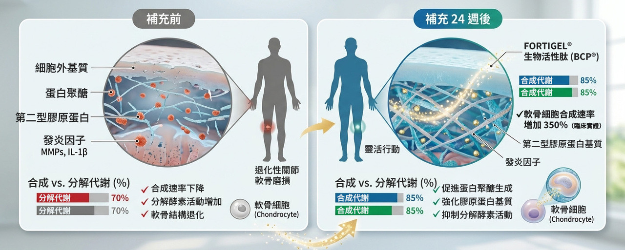 FORTIGEL 軟骨細胞刺激與再生機制示意圖