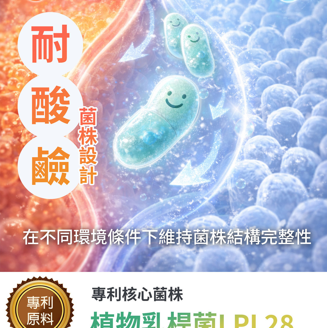 多菌株益生菌配方 植物乳桿菌LPL28與LRH09組合