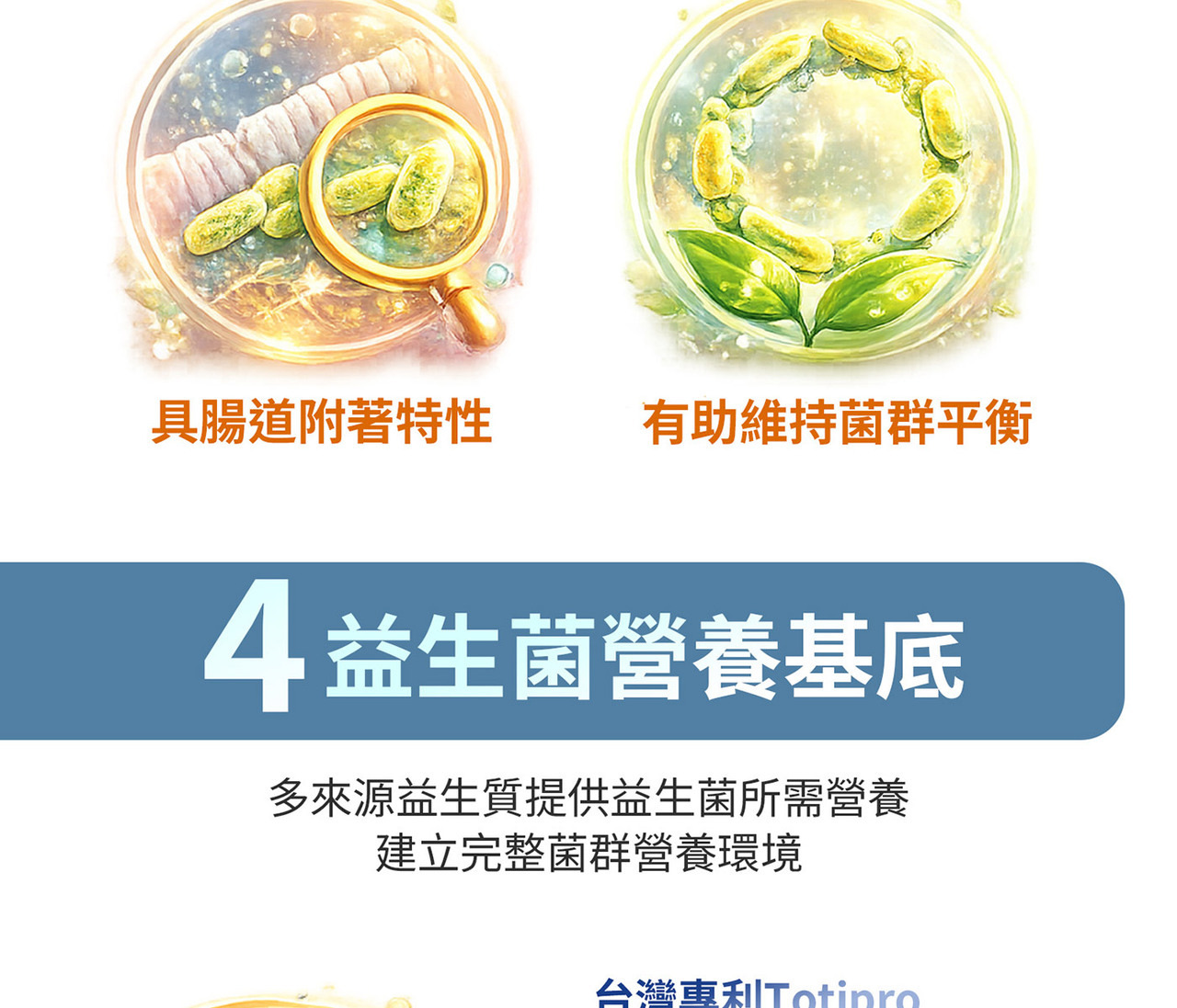 多菌株益生菌配方 植物乳桿菌LPL28與LRH09組合