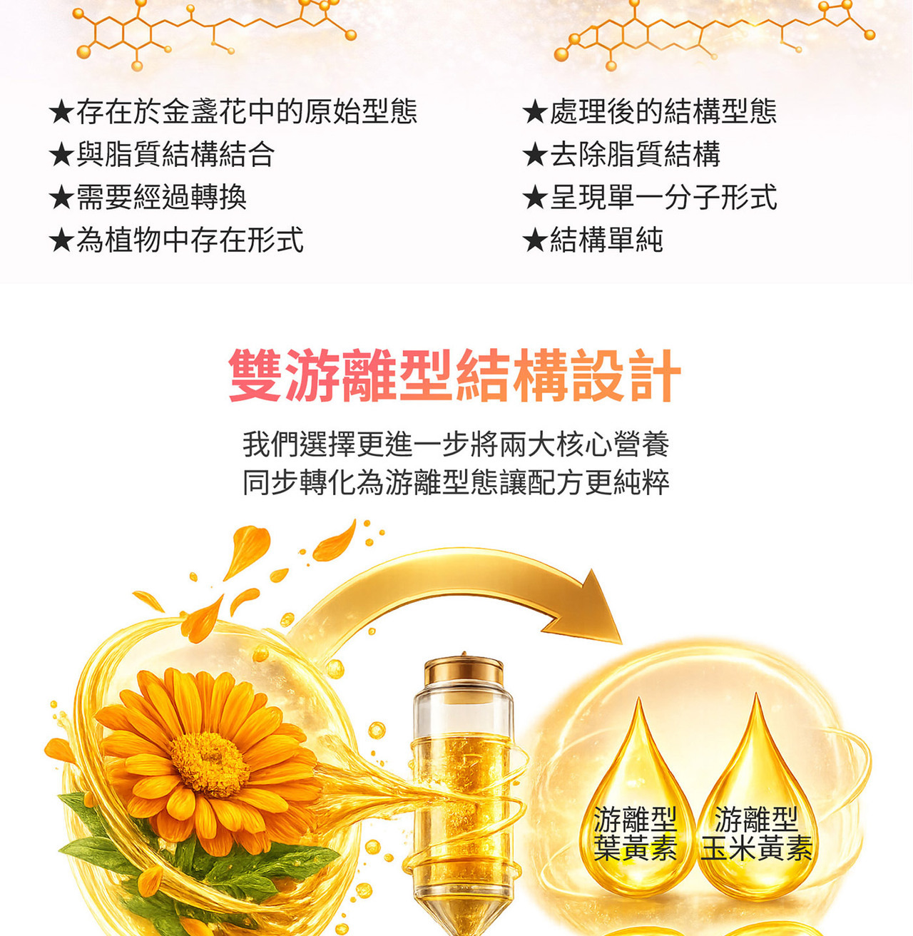 金盞花萃取物葉黃素與玉米黃素來源