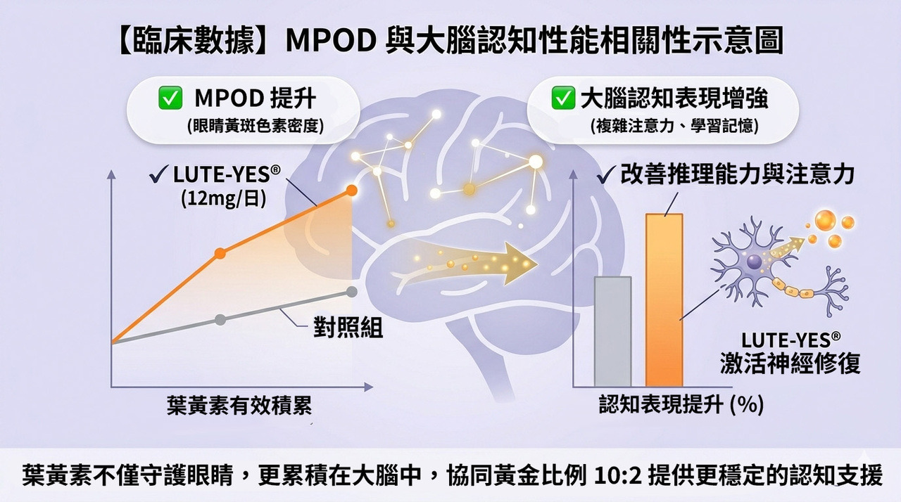 MPOD 與大腦認知數據圖