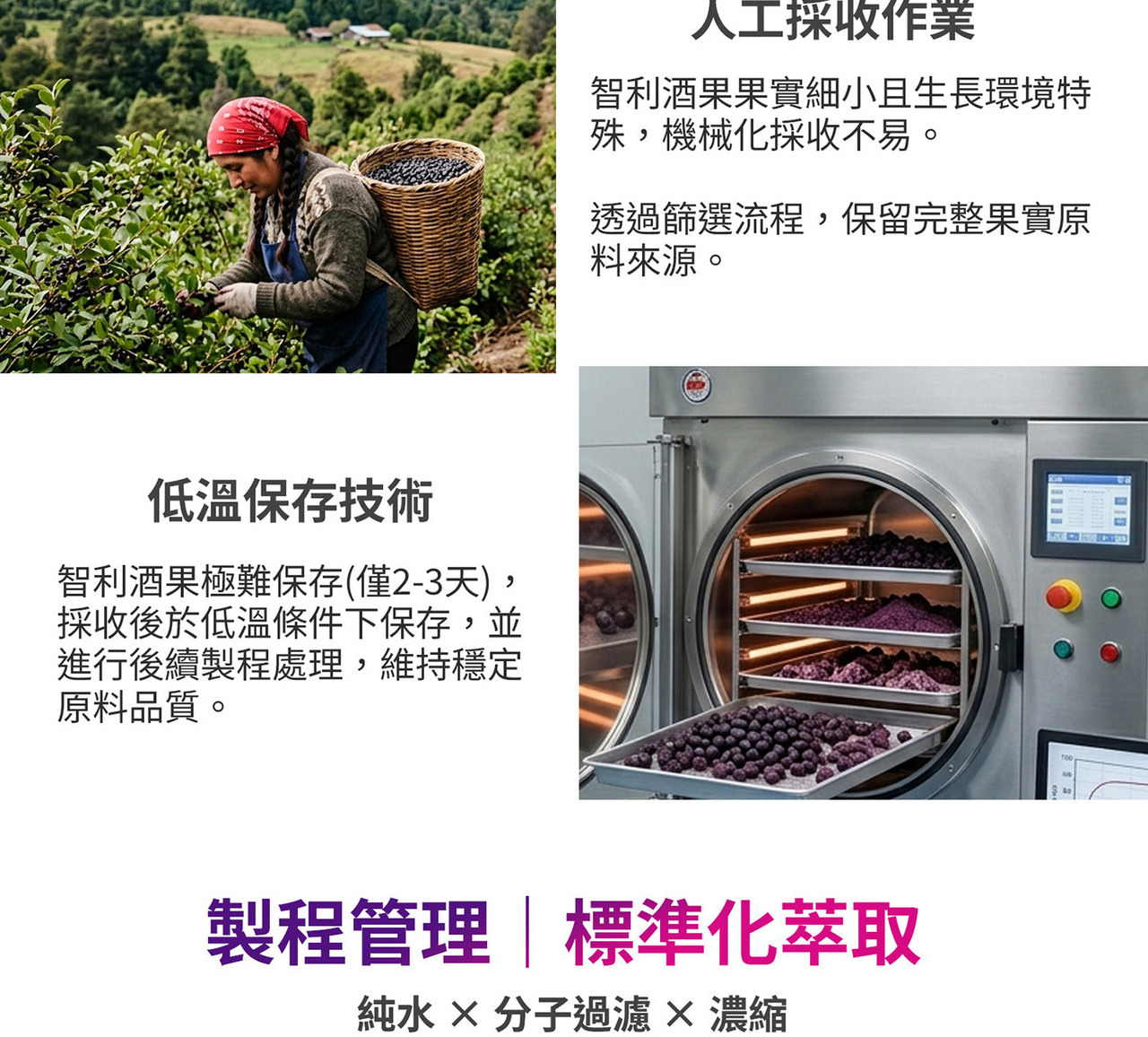 山桑子黑醋栗智利酒果三大莓果配方