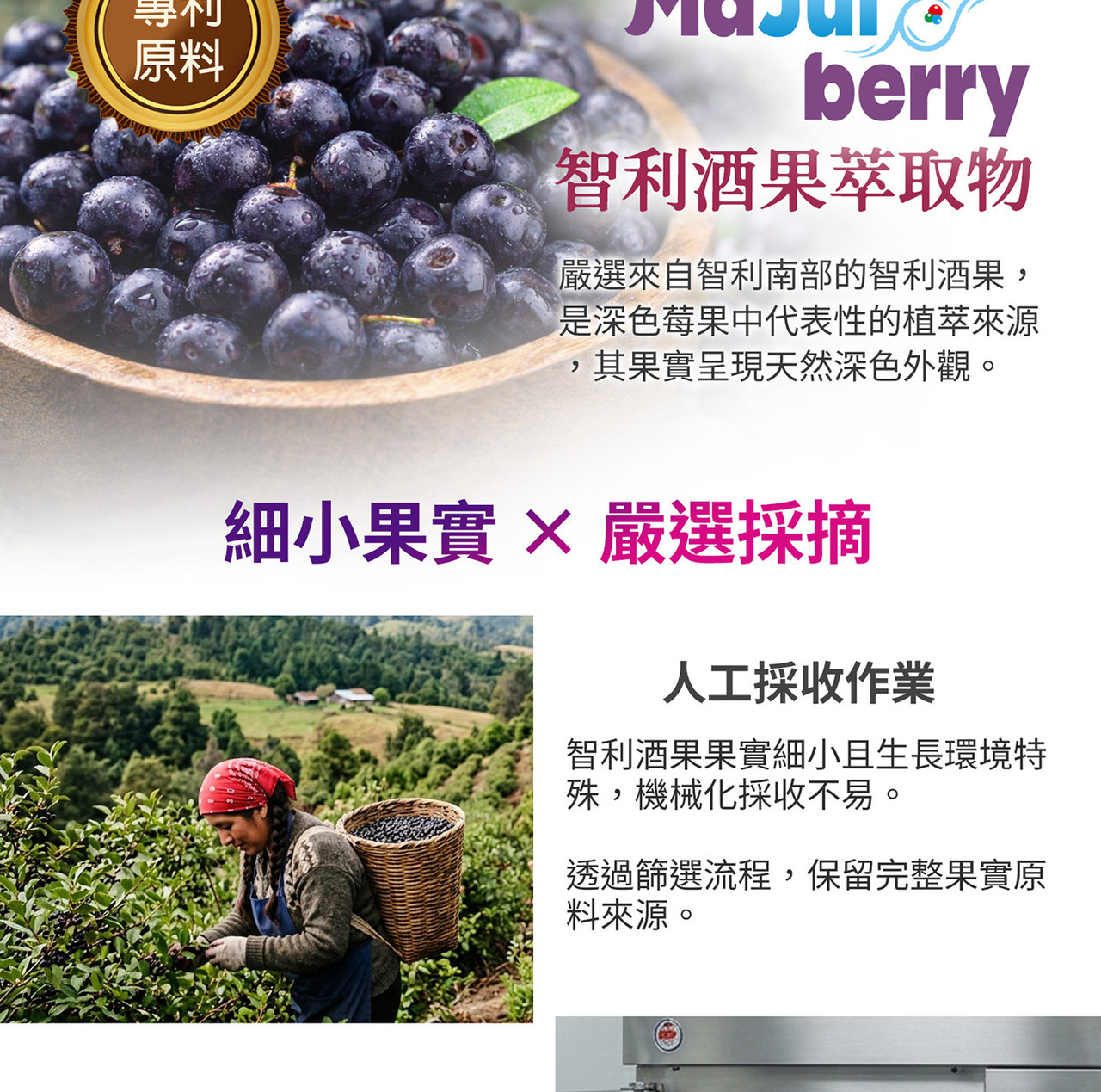 山桑子黑醋栗智利酒果三大莓果配方