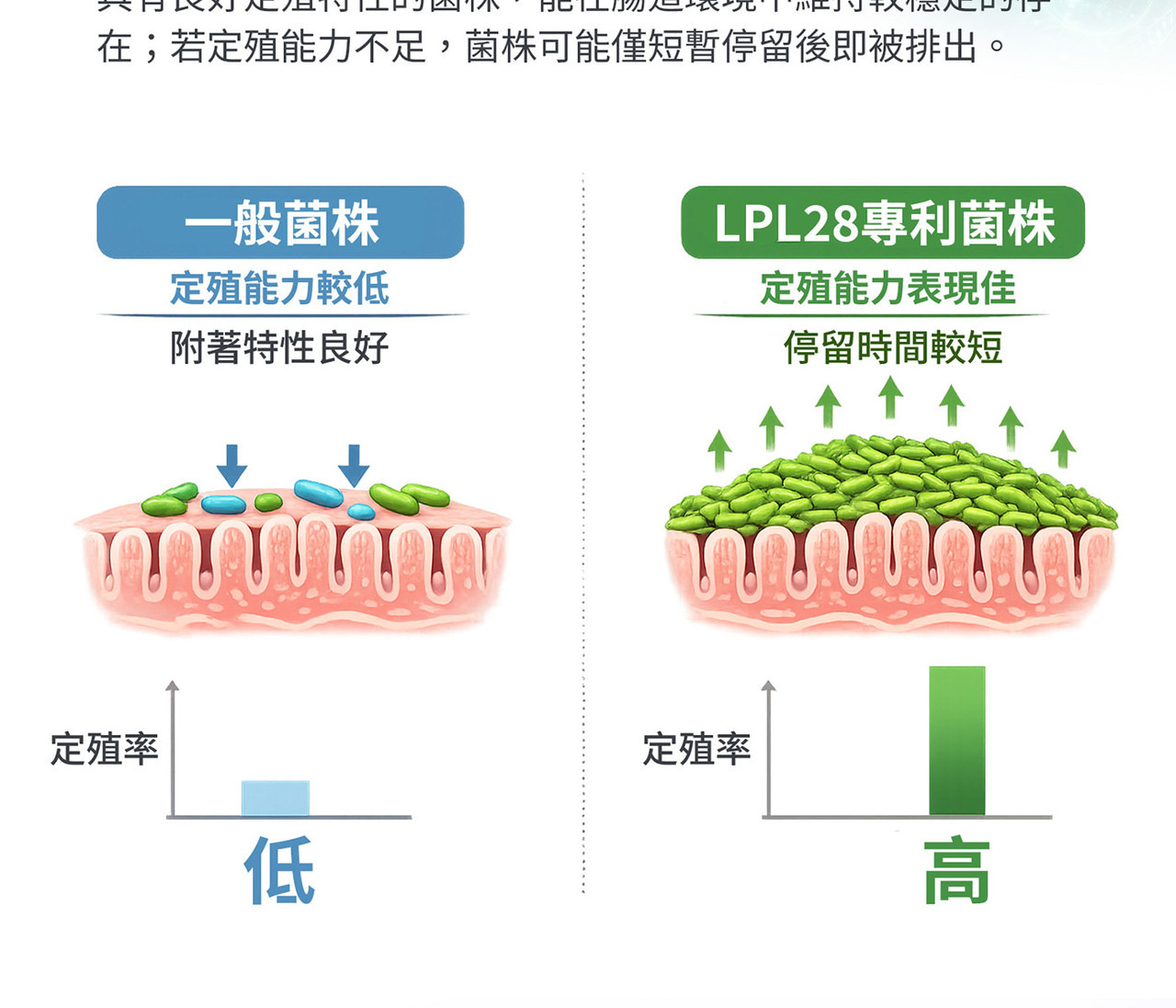 多菌株益生菌配方 植物乳桿菌LPL28與LRH09組合