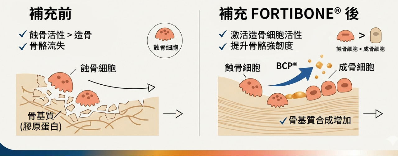 FORTIBONE 造骨與蝕骨平衡機制示意圖