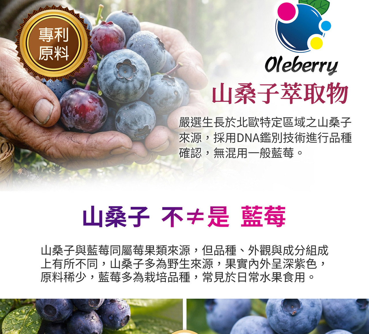山桑子黑醋栗智利酒果三大莓果配方