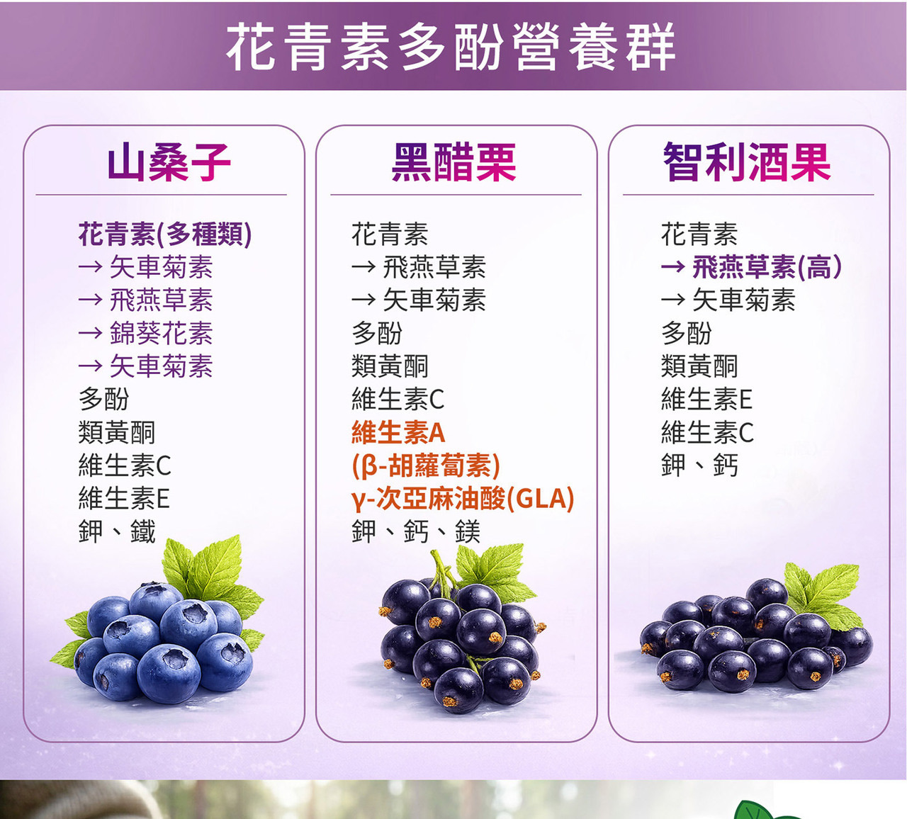 花青素來源與莓果萃取成分介紹