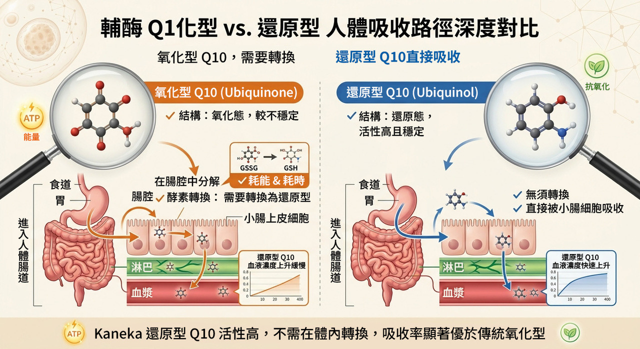 Q10氧化型與還原型吸收路徑對比