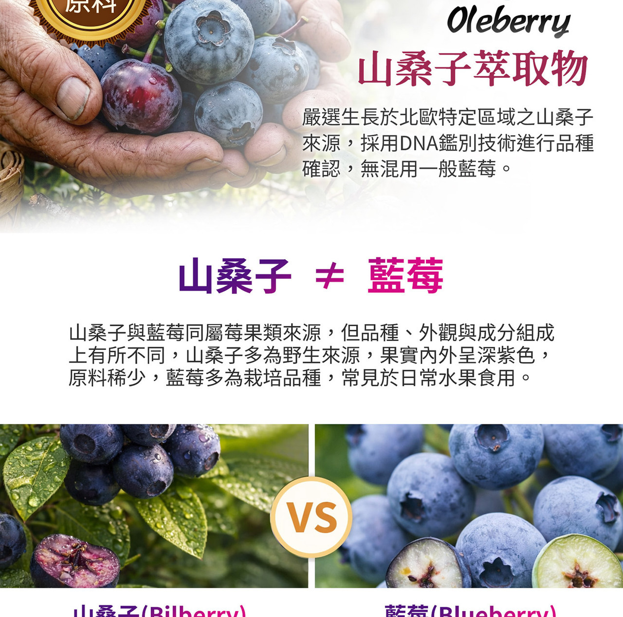 山桑子黑醋栗智利酒果三大莓果配方