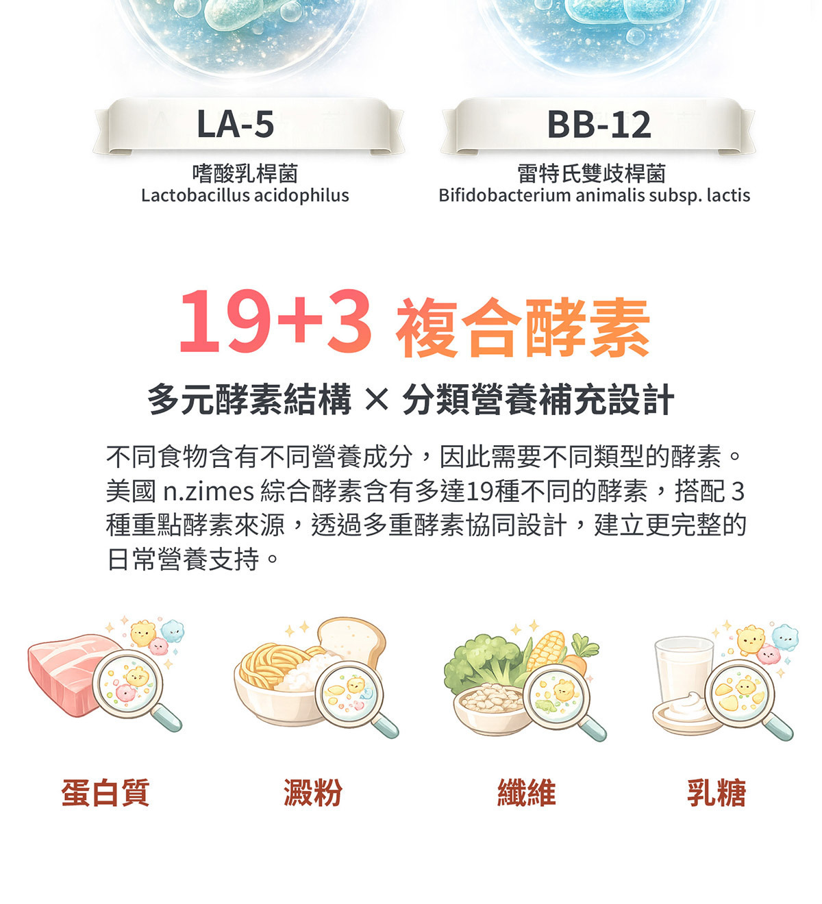 酵素與益生菌協同作用說明