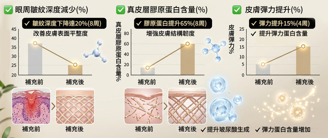 VERISOL 分子量吸收與訊號傳導機制圖