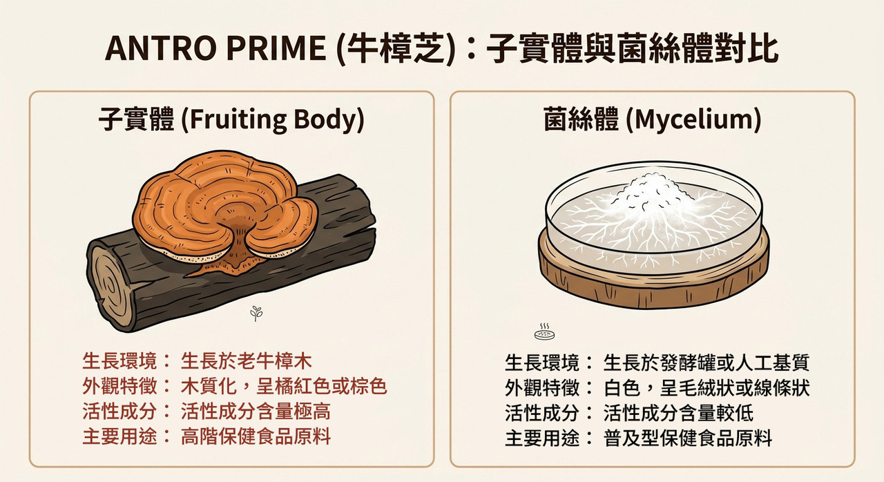 ANTRO PRIME 子實體與菌絲體對比圖
