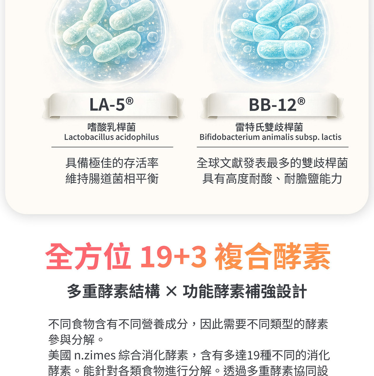 酵素與益生菌協同作用說明