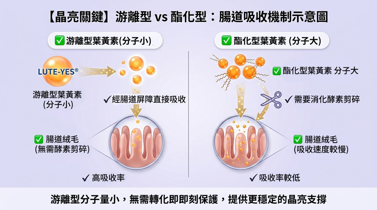 游離型 vs 酯化型吸收示意圖
