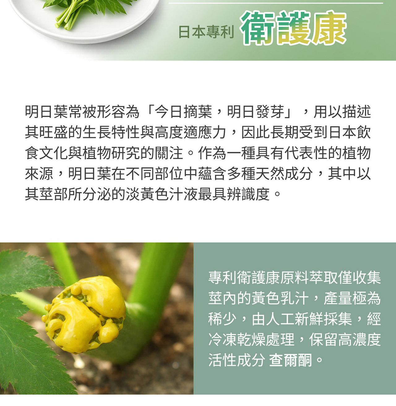 日本明日葉萃取物與植物葉片細節
