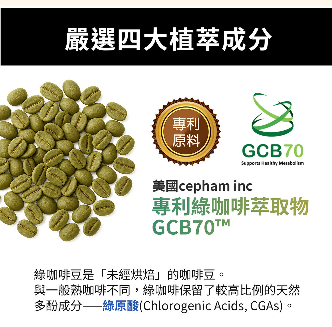 綠咖啡萃取來源與植物原料示意圖