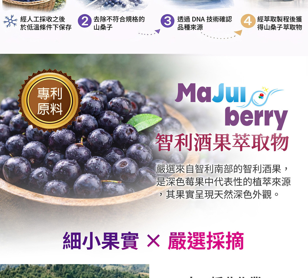山桑子黑醋栗智利酒果三大莓果配方