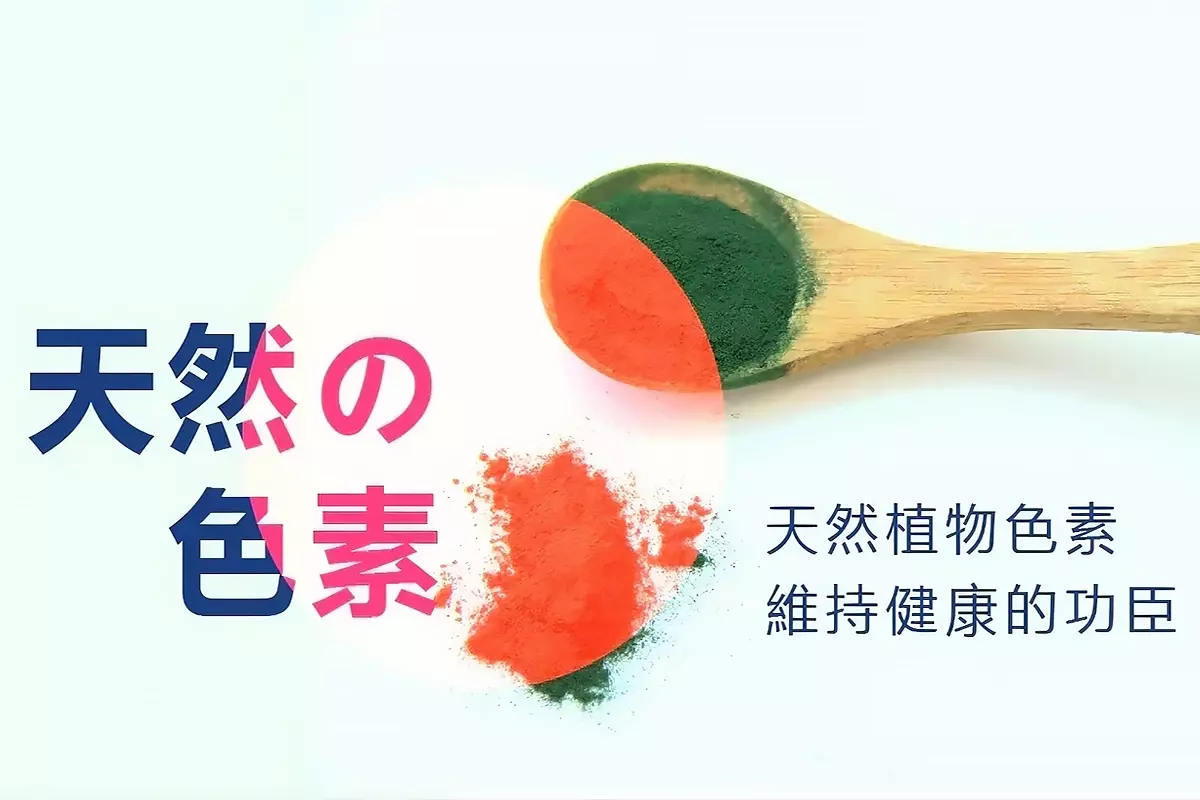 木湯匙中的天然植物色素粉末象徵螺旋藻藍藻色素與天然營養。