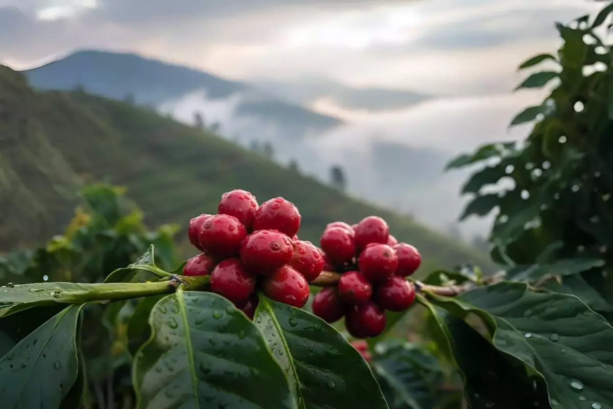 微距拍攝衣索比亞高山咖啡園，紅透的咖啡櫻桃掛在枝頭，環繞著高海拔（2080M）雲霧與自然雨水，呈現神秘、純淨且專業權威的氛圍。