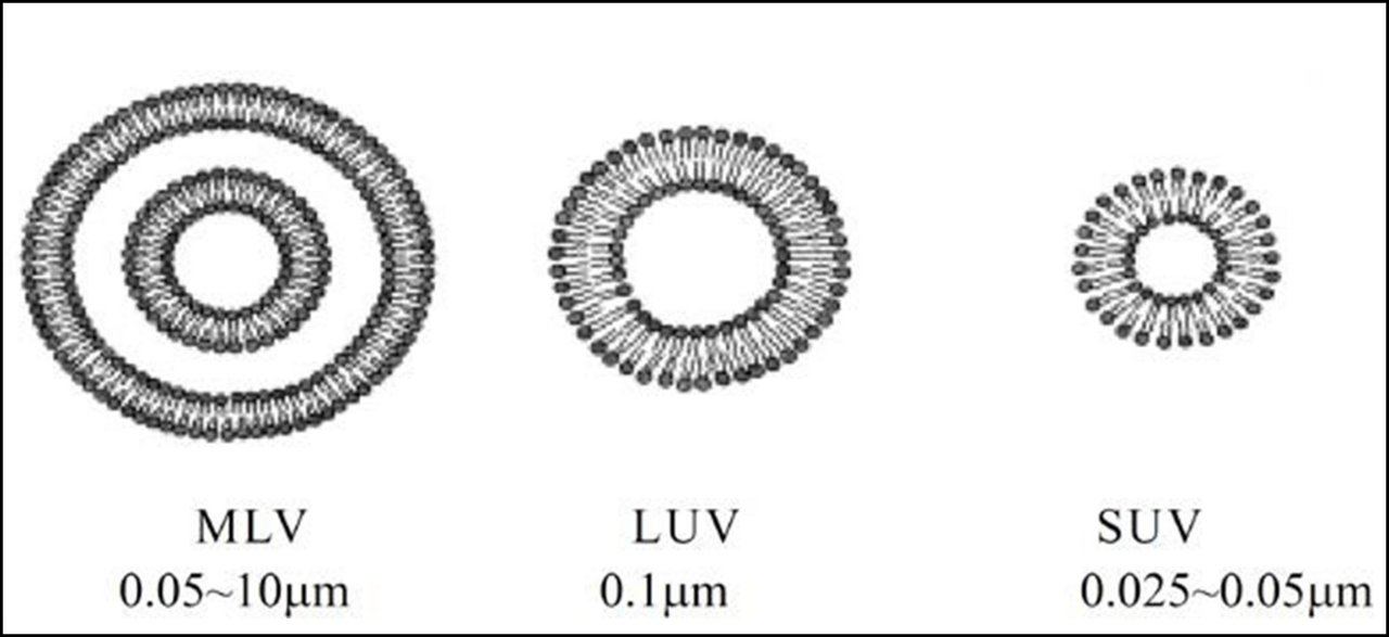 微脂體分類及大小
