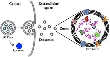 幹細胞外囊泡外泌體