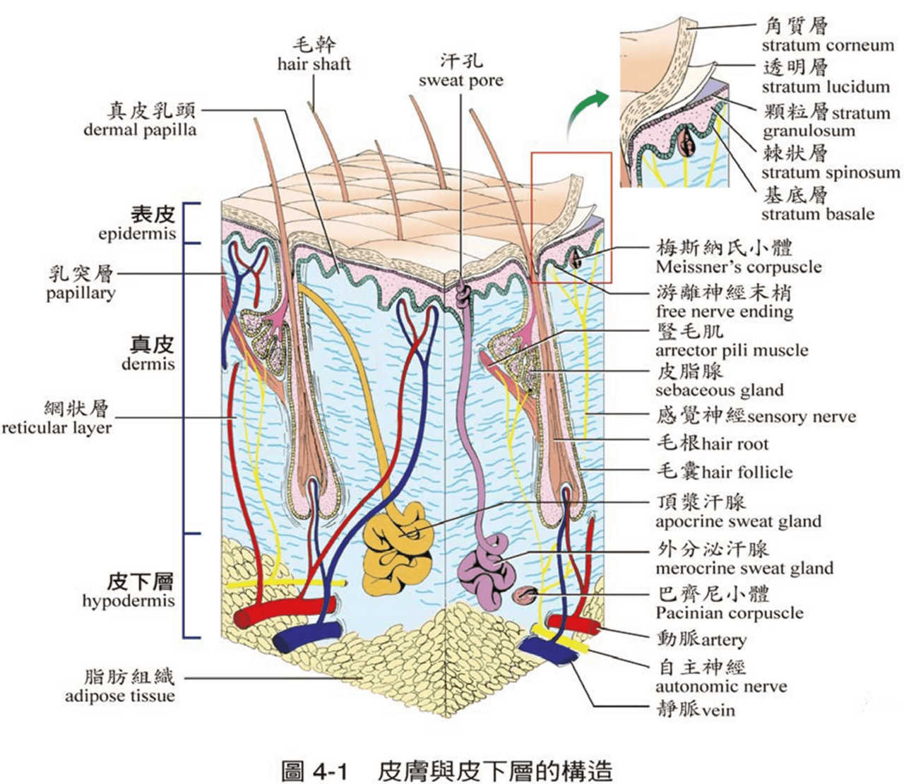 皮膚及皮下層構造