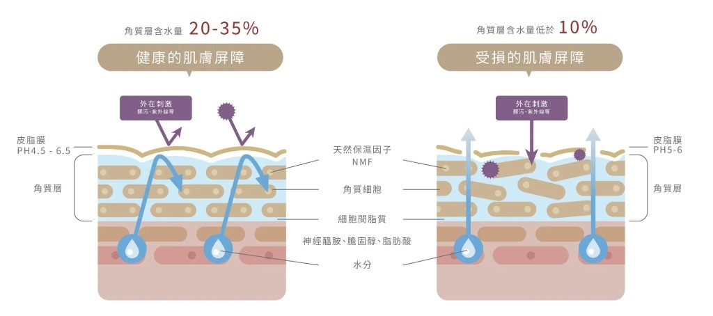 肌膚屏障構造示意圖