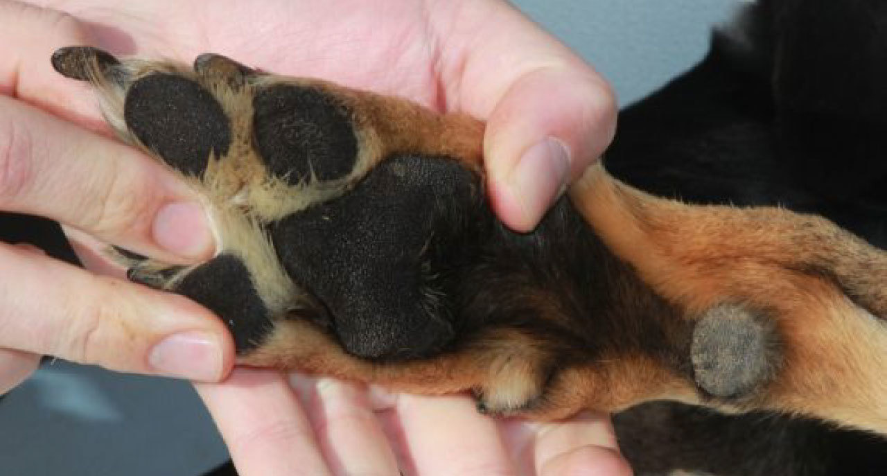 趾間炎怎麼辦 Renata蕾娜塔 你頭髮最好的選擇