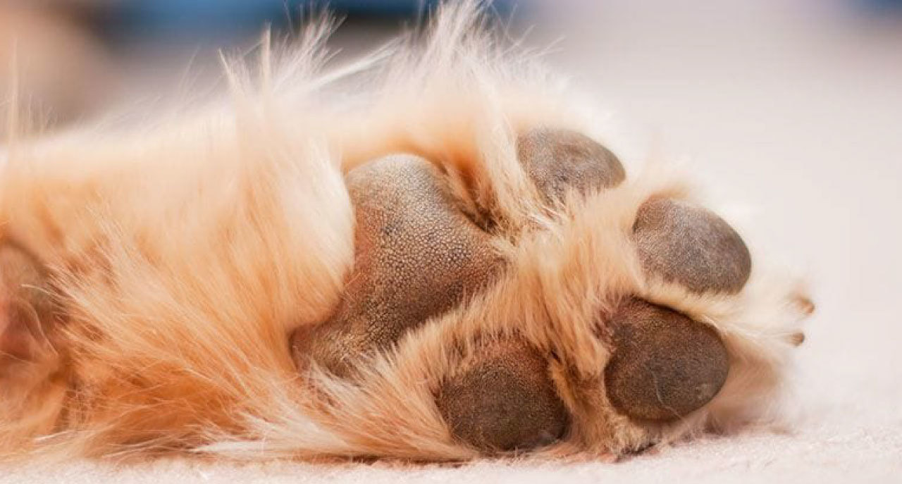 趾間炎怎麼辦 Renata蕾娜塔 你頭髮最好的選擇