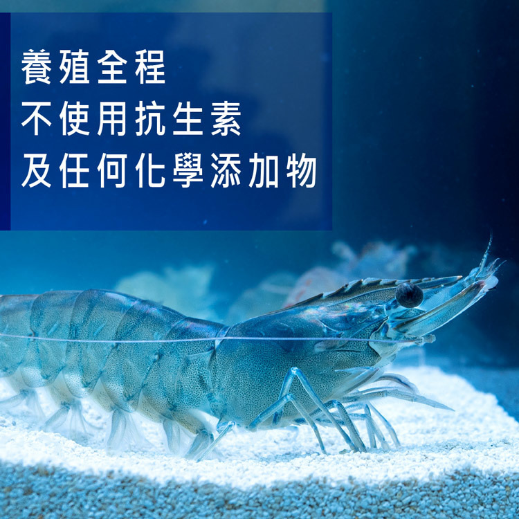 急凍無毒藍鑽白蝦-M號-每隻12-15克-500g-宜蘭純淨海水-益生菌養殖-全程不用藥-不添加抗生素-嚴選砥家