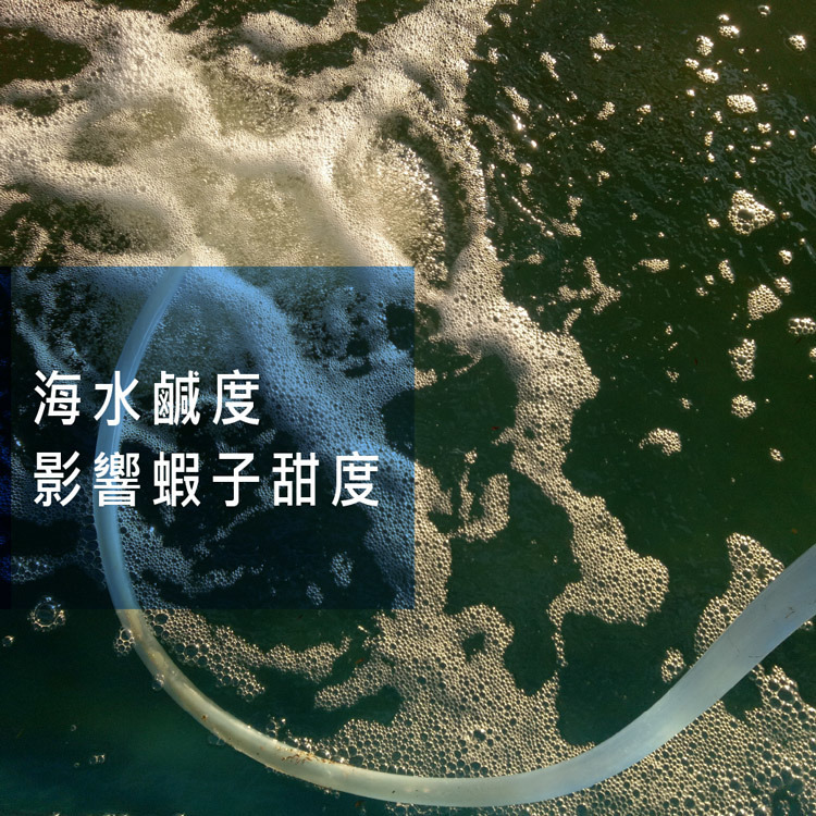 急凍無毒藍鑽白蝦-XL號-每隻20-28克-500g-宜蘭純淨海水-益生菌養殖-全程不用藥-不添加抗生素-嚴選砥家