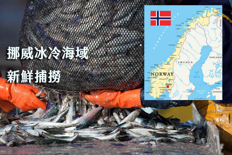 來自挪威新鮮捕撈